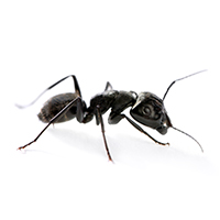 ant