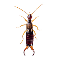 earwigs