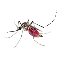 mosquito