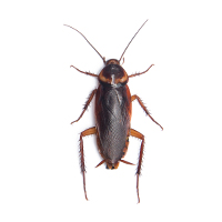 roaches
