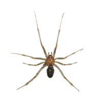 spider
