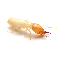 termites